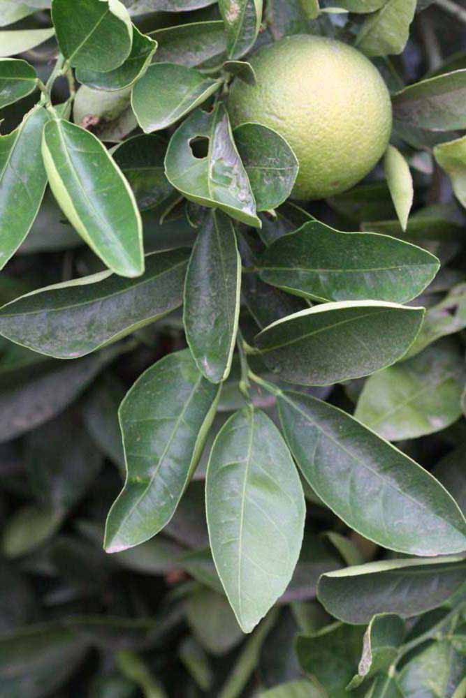              Sun leaves (Riverside, CA)       